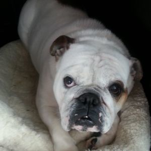 Meet your Posher, Paula